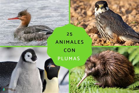 Animales Con Plumas