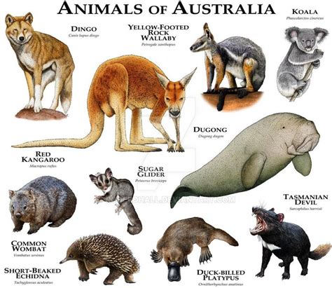 Animales De Australia