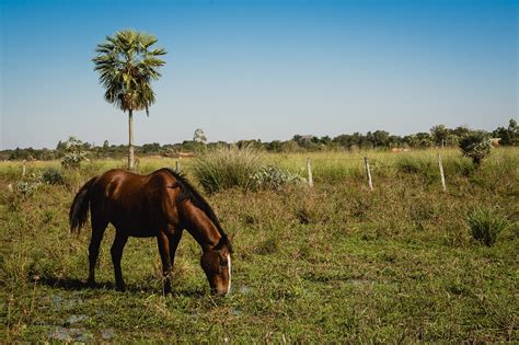 Animales De Campo