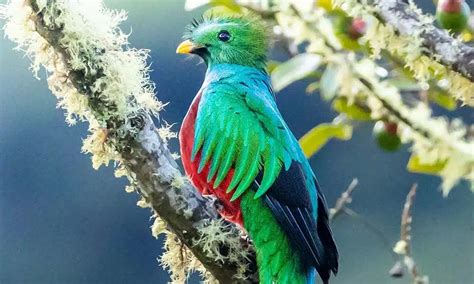Animales De Chiapas