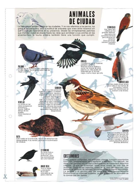 Animales De Ciudad