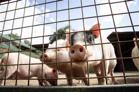 Animales De Granja