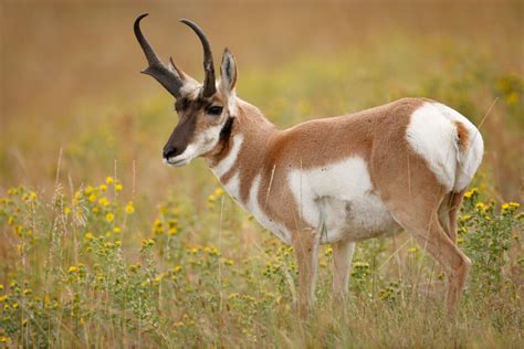 Animales De La Pradera