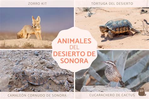 Animales De Sonora