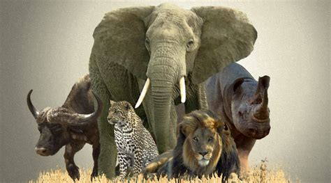 Animales De Tierra