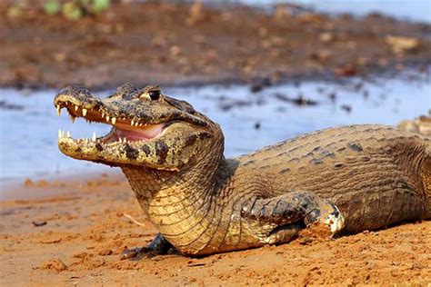 Animales De Transicion