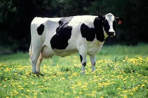 Animales Del Campo