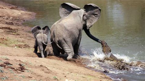 Animales Heroicos 5