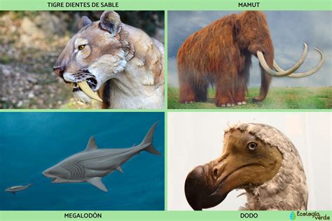 Animales Prehistoricos