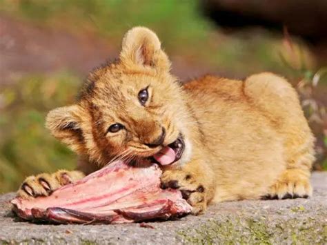 Animales Que Comen Carne