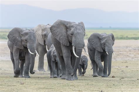 Animales Que Migran