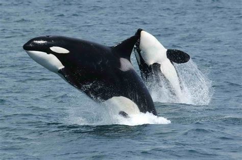 Animales Que Nadan