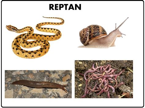 Animales Que Raptan