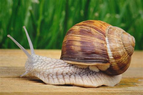 Animales Que Se Arrastran