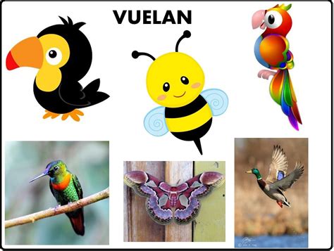 Animales Que Vuelan