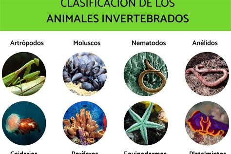 Animales Sin Huesos