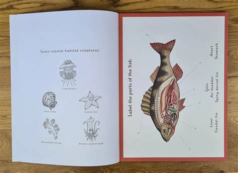 animalium activity book