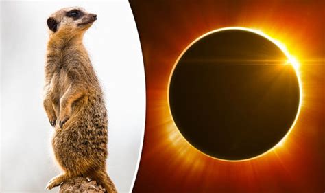 Animals Act Weirdly During An Eclipse Help Nasa Science With Kids - Science With Kids