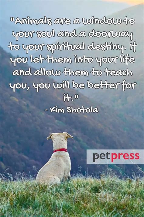 Animals And Quotes