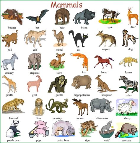 Animals And The Names Of Their Young Ones Preschool Animal Worksheets - Preschool Animal Worksheets