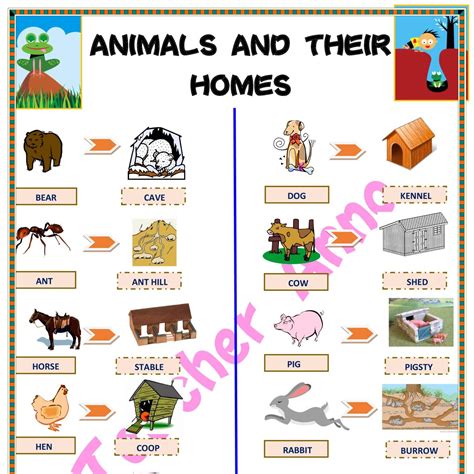 Animals And Their Homes Homes Of Animals Animals And Their House - Animals And Their House
