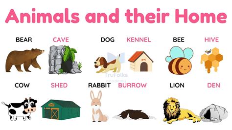 Animals And Their Homes With Types Remember Animals Animals And Their House - Animals And Their House
