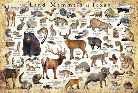animals from texas