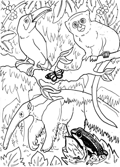 Animals From The Rainforest Colouring Pages Teacher Made Rainforest Animal Coloring Page - Rainforest Animal Coloring Page