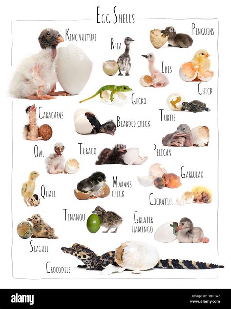 Animals Hatched Eggs List