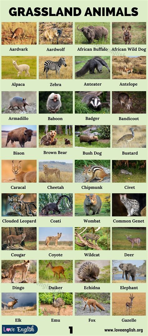 Animals In Grassland Areas Teachersmag Com Animal Habitat For Kindergarten - Animal Habitat For Kindergarten