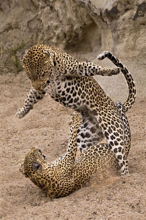 Animals Mating