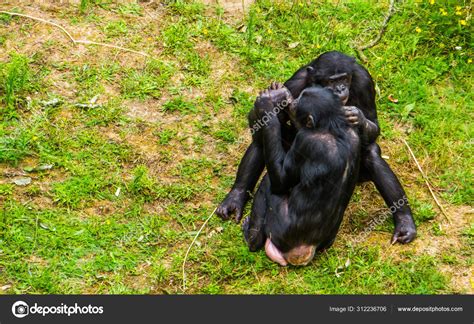 Animals Mating With Humans