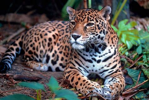 Animals Native To Belize