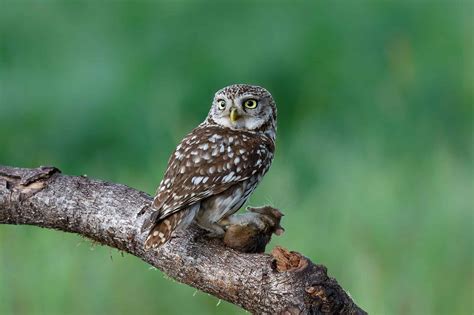 Animals Native To Greece