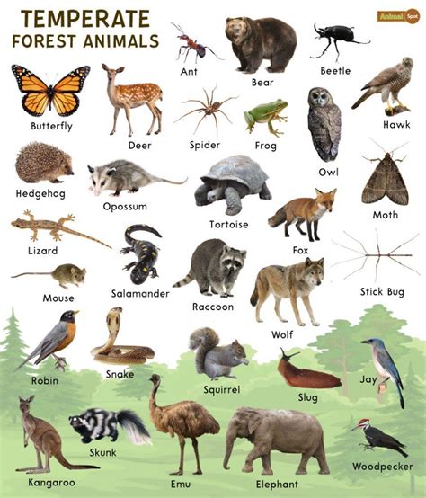 Animals Of A Temperate Forest