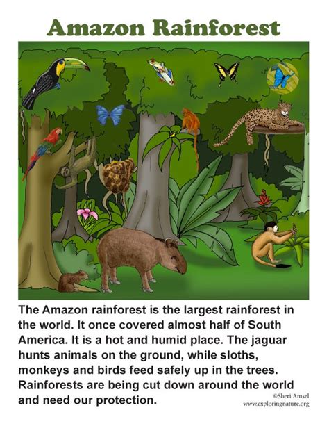 Animals Of The Amazon Rainforest Ks2 Facts Worksheet Ranforest Animals Worksheet Kindergarten - Ranforest Animals Worksheet Kindergarten