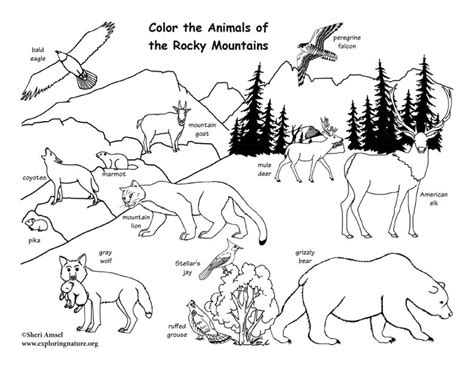 Animals Of The North Coloring Pages Printable For North American Animals Coloring Pages - North American Animals Coloring Pages