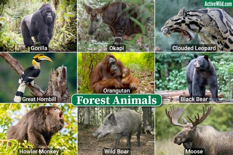 Animals On The Forest
