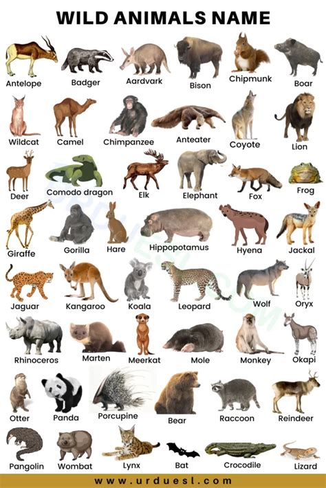 Animals Pictures With Names