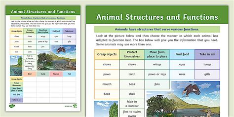 Animals Structures And Functions For Kids