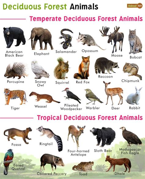 Animals Temperate Deciduous Forest