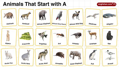 Animals That Begin With A Y