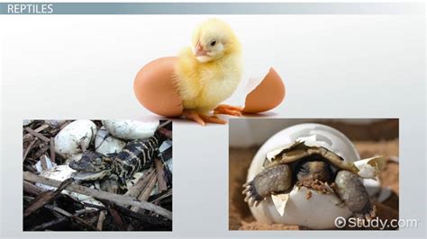 Animals That Hatch From Eggs Printables