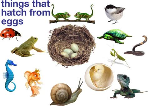 Animals That Hatch From Eggs Preschool   Animals That Hatch From An Egg Display Photos - Animals That Hatch From Eggs Preschool