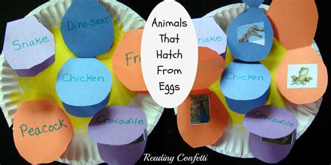 Animals That Hatch From Eggs Project Reading Confetti Animals That Hatch From Eggs Preschool - Animals That Hatch From Eggs Preschool