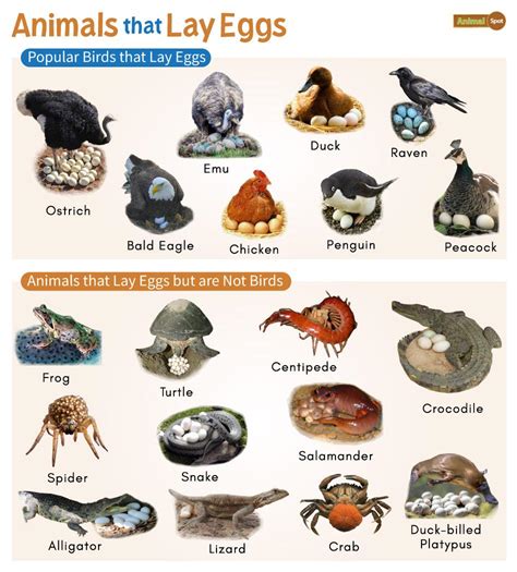 Animals That Laying Eggs