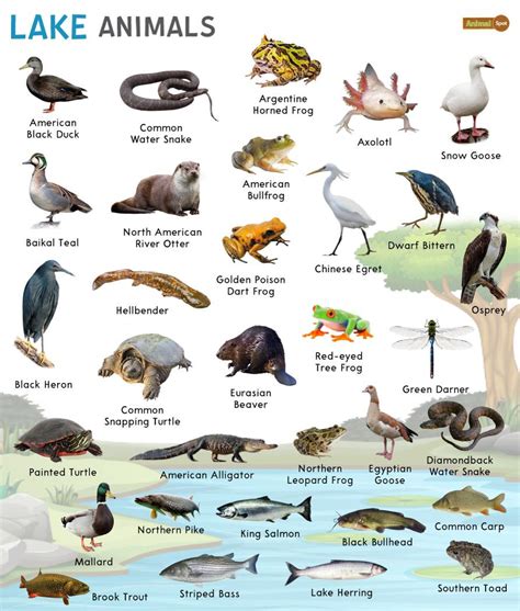 animals that live in a lake