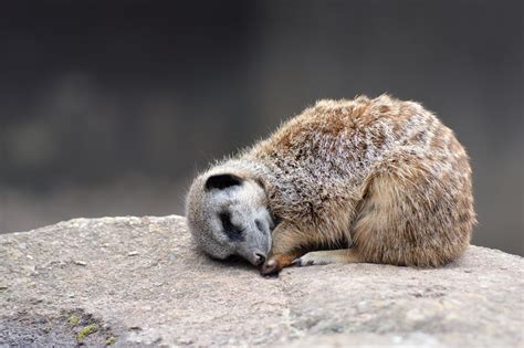 Animals That Sleep