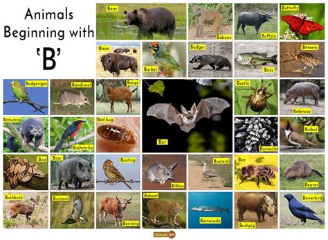Animals That Start With B Pictures And Facts Objects Beginning With B - Objects Beginning With B
