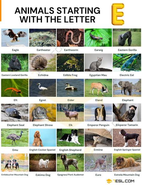 Animals That Start With E List With Pictures Objects That Start With E - Objects That Start With E